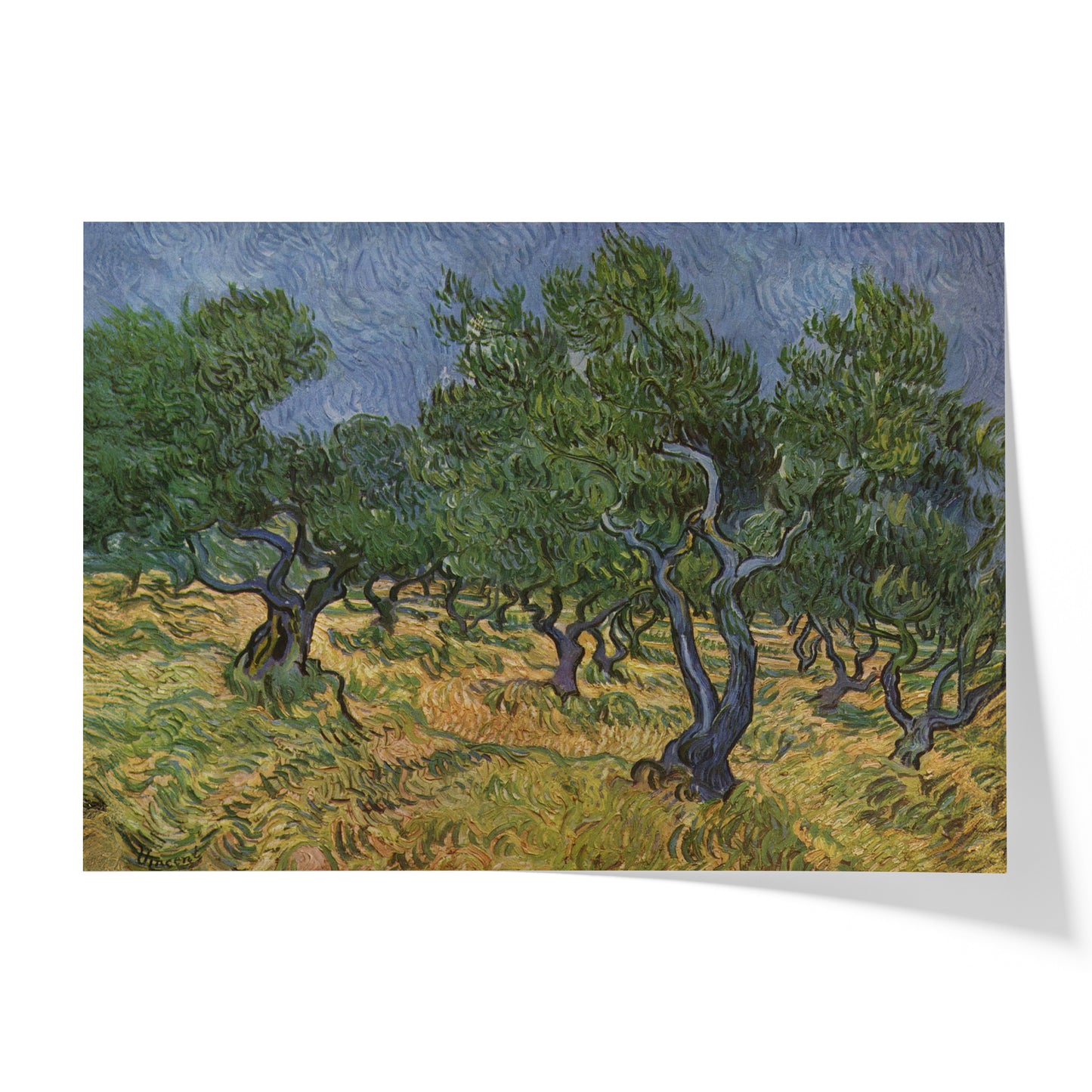 Olive Trees | Vincent van Gogh | 1889