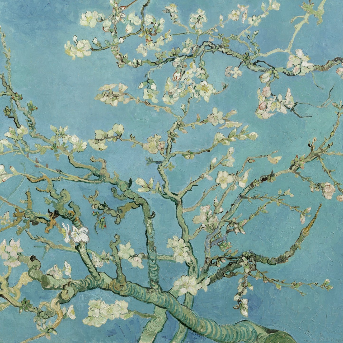 Almond Blossom | Vincent van Gogh | 1890